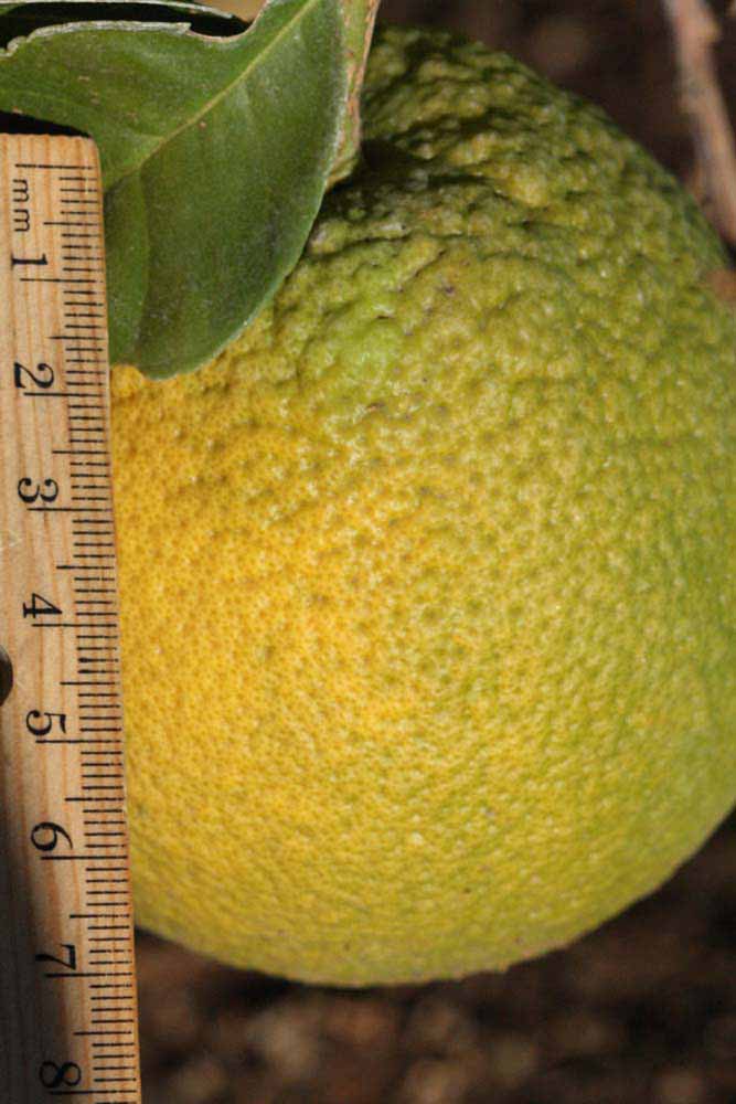              Fruit (Riverside, CA)       